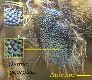 Osmia georgica, thorax, pits deep and equal, georgica