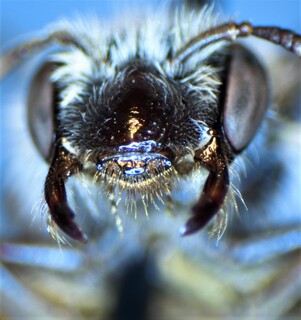 Andrena miserabilis, f, large long bell-shaped labral process