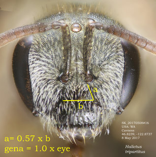 Halictus tripartitus, female, Cavness