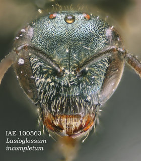 Lasioglossum incompletum, female, head, IAE psd