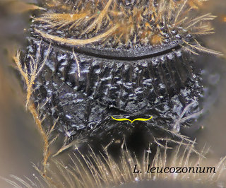 Lasioglossum leucozonium, thorax, propodeum striate, leucozonium
