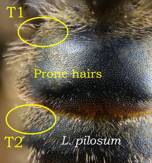 Lasioglossum pilosum, Abdomen, T, prone hair patch, pilosum