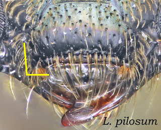 Lasioglossum pilosum, head, clypeus, pilosum