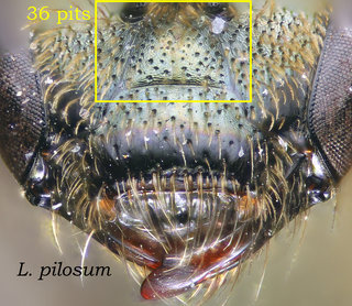 Lasioglossum pilosum, head, head, supraclypeus pits, pilosum