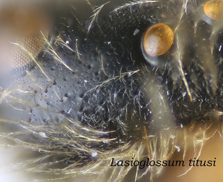 Lasioglossum titusi, head, inpunctate vertex, titusi