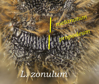 Lasioglossum zonulum, thorax, prop short, zonulum