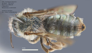 Andrena caerulea, female, dorsal, Tenalquot
