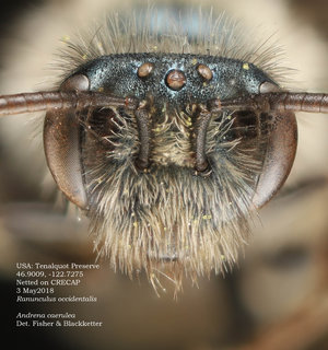 Andrena caerulea, female, head, Tenalquot