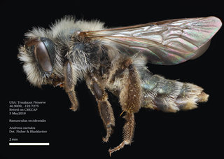 Andrena caerulea, female, lateral, Tenalquot