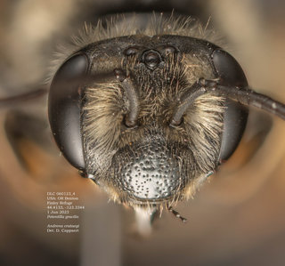 Andrena crataegi, female, head, DLC