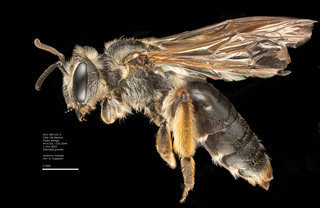 Andrena crataegi, female, lateral, DLC
