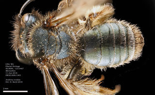 Andrena evoluta, female, dorsal, GH