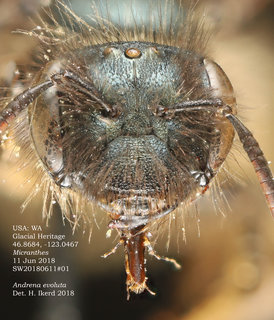 Andrena evoluta, female, head, GH