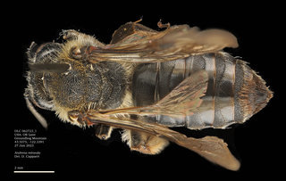 Andrena miranda, female, dorsal, groundhog, DLC