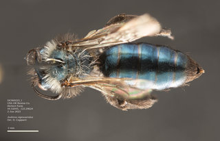 Andrena nigrocaerulea, female, dorsal, DC