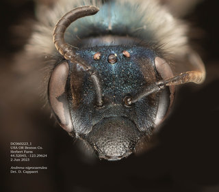 Andrena nigrocaerulea, female, head, DC