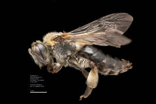 Andrena salicifloris, female, lateral, DC