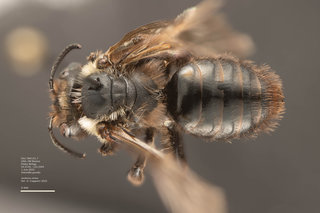 Andrena vicina, female, dorsal, DLC