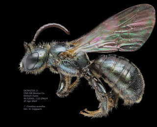 Ceratina acantha, female, lateral, DC