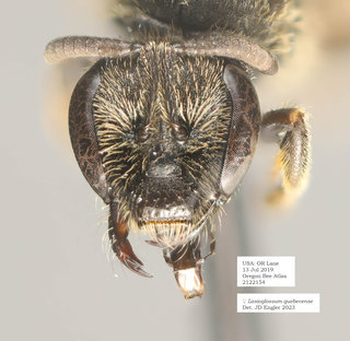 Lasioglossum quebecense, female, head, OBA