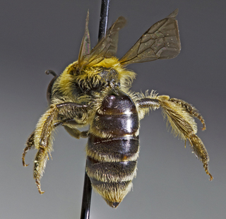 Andrena duplicata, female, back1