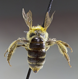 Andrena duplicata, female, back2