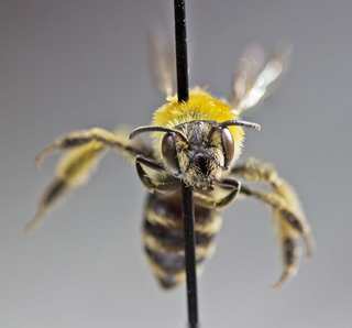 Andrena duplicata, female, front