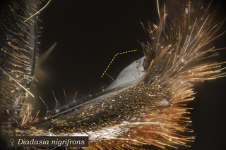 Diadasia nigrifrons, female, leg