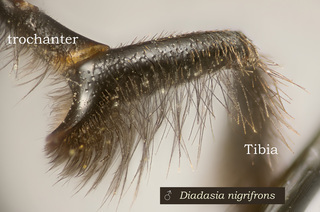 Diadasia nigrifrons, male, leg