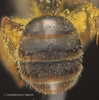 Lasioglossum nigrum, female, abdomen
