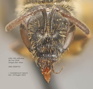 Lasioglossum nigrum, female, head