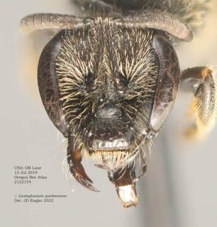 Lasioglossum quebecense, female, head, OBA