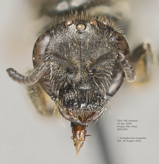Lasioglossum sequoiae, female, head