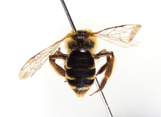 Andrena duplicata, female, abdomen
