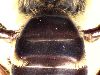 Andrena duplicata, female, abdomen shagreening