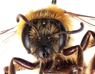 Andrena duplicata, female, close face