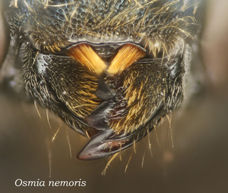 Osmia nemoris, female, head, mandibles