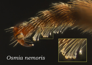 Osmia nemoris, female, legs, spatulate hairs
