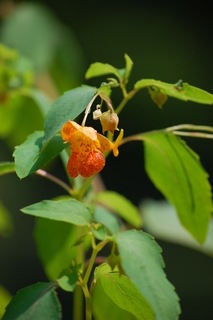 Impatiens capensis, Spotted Jewelweed