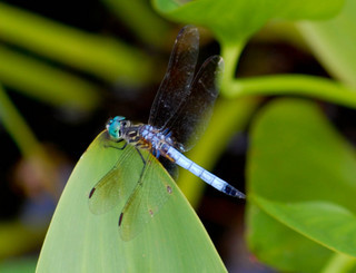 Pachydiplax longipennis, Blue Dasher