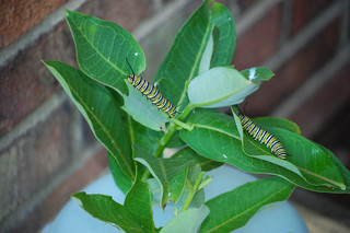 Danaus plexippus, Monarch, larvae