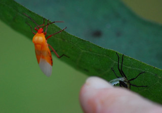 Oncopeltus fasciatus, Immature Milkweed Bug