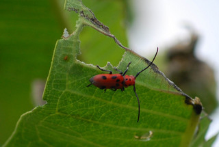 Tetraopes tetrophthalmus, Red Milkweed Beetle