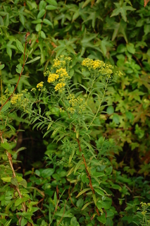 Euthamia graminifolia, Common Flat-topped Goldenrod