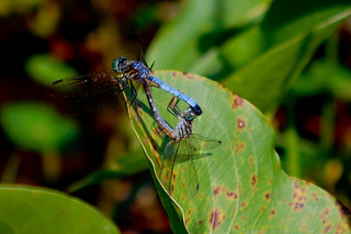 Pachydiplax longipennis, Blue Dasher mating