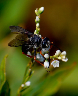 Podium luctuosum, Solitary Wasp