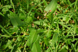 Polygonum arifolium, Halberd leaved Tearthumb