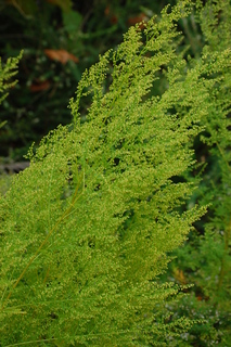 Artemisia annua, Annual Wormwood
