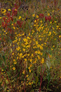 Bidens aristosa, Midwestern Tickseed Sunflower