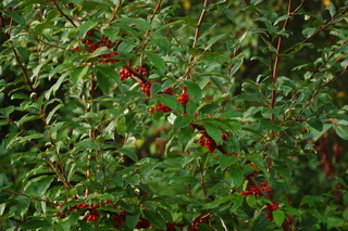 Elaeagnus umbellata, Autumn Olive